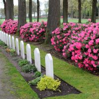 Какие цветы садить на кладбище?